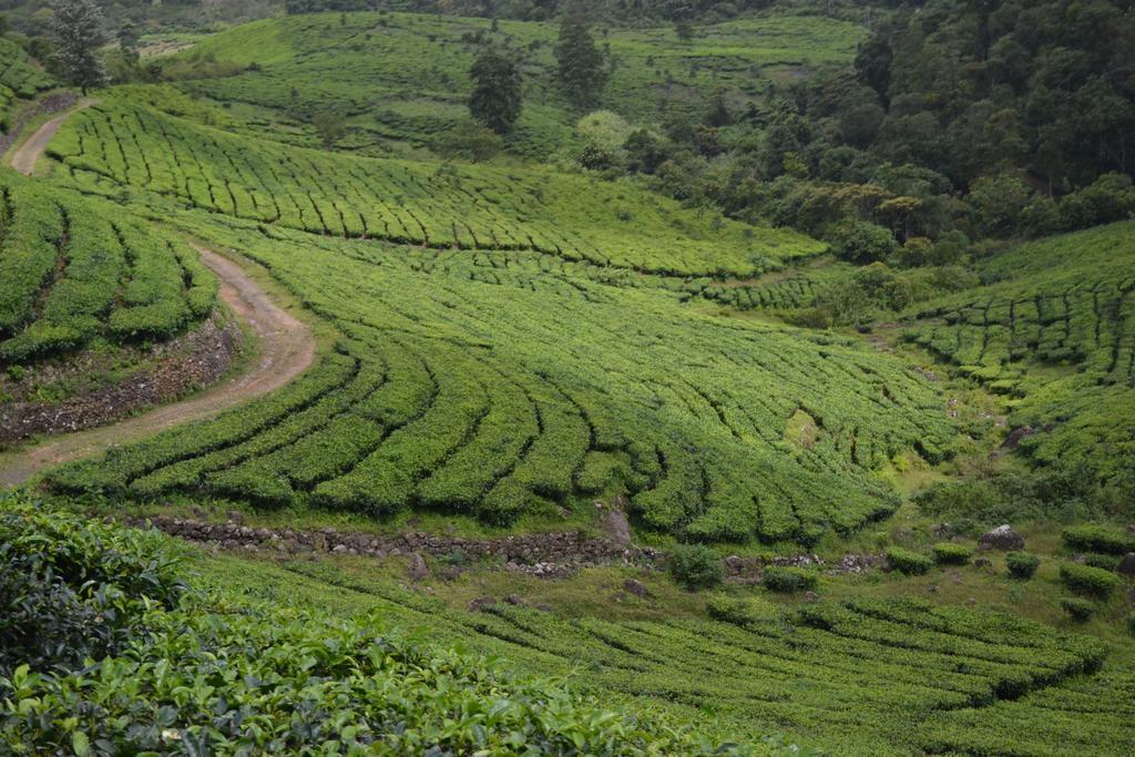 Ferndale Homestay Теккади Экстерьер фото